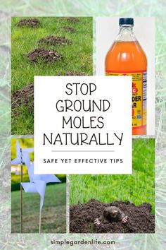 Stop Ground Moles Naturally - Safe yet effective tips by simplegardenlife.com Moles In Yard, Natural Spider Repellant, Mole Repellent, Mole Removal, Lawn Care Tips, Lawn And Landscape, Neem Oil, Garden Pests