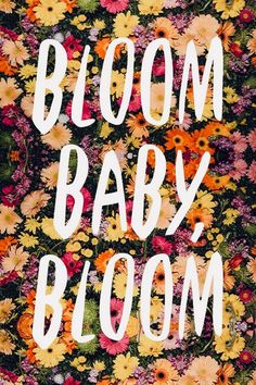 the words bloom baby, bloom written in white letters surrounded by flowers