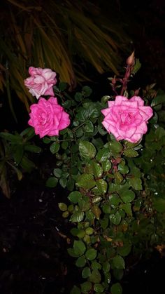 three pink roses are blooming in the garden at night, with green leaves around them