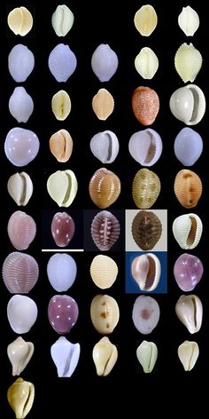 various shells are arranged in rows on a black background