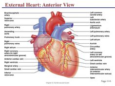 the human heart labeled in all parts