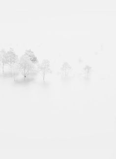 a herd of cattle standing on top of a snow covered field in the middle of winter