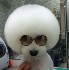 a small white dog with sunglasses on it's head