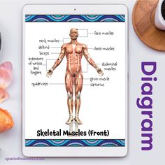 the skeletal muscles on an ipad next to some flowers and other items that are labeled