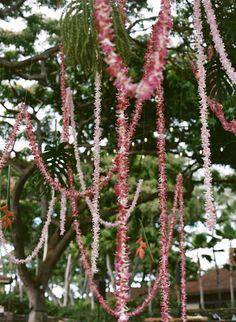 pink flowers hanging from the branches of a tree