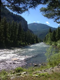 a river flowing through a lush green forest