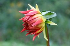 a red and yellow flower with green leaves