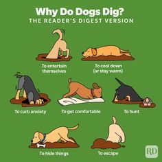 Canine Training Tips Puppy Activities, Stop Dogs From Digging, Outdoor Dog Area, Summer Safety Tips, Digging Dogs, Dog Boredom, Summer Safety, K9 Training