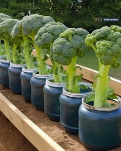 broccoli growing in mason jars lined up on a table