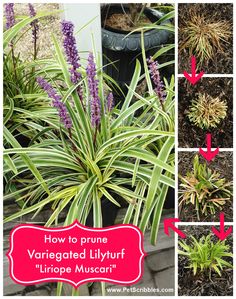 how to prune variegated lilyflippe muscar in pots