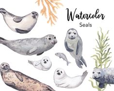 watercolor seals and seaweed are featured in this card