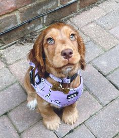 a brown dog wearing a purple harness sitting on top of a brick floor next to a wall