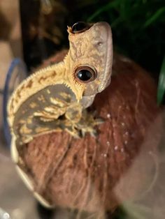 a small lizard sitting on top of a coconut