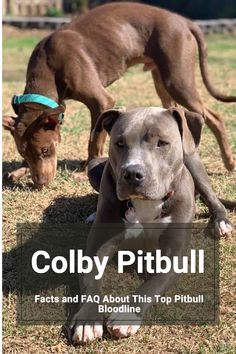 Learn about Colby Pitbulls, their care requirements, and why they’re celebrated for their loyalty and versatility. #ColbyPitbull #DogBreed #DogsAndPuppies