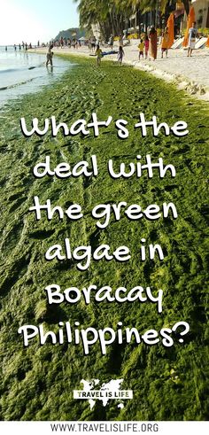 a beach with green algae and people walking on the sand in front of it, text reads what's the deal with the green algae in boracy