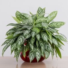 a potted plant sitting on top of a wooden table