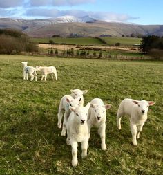 several white sheep standing in a grassy field