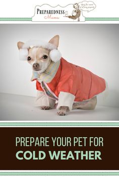 a small dog wearing a red coat and white hat with the words prepare your pet for cold weather