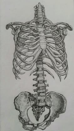 a drawing of a human skeleton with the ribcage removed from it's back