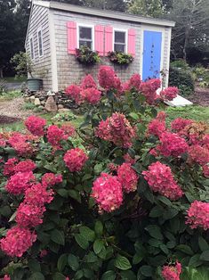 pink flowers are blooming in front of a small house