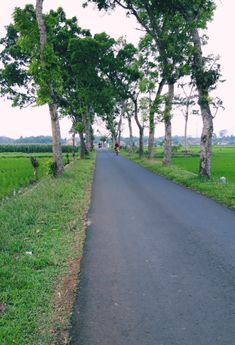 an empty road surrounded by trees on both sides and green fields in the back ground