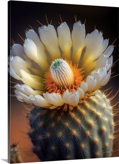 a cactus flower with white petals and yellow center