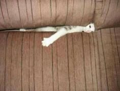 a cat laying on top of a brown couch