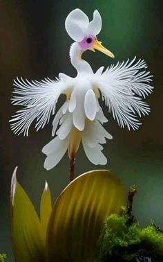 a white bird is standing on top of a flower