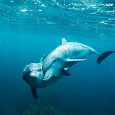 two dolphins swimming in the ocean together