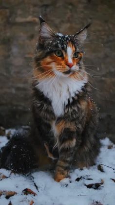 a cat that is sitting in the snow looking at something off to the side with it's eyes wide open