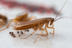 a close up of a cockroach on the ground with other bugs in the background