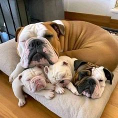 two dogs are sleeping on top of each other in a dog bed with their puppies