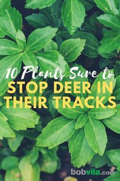 green leaves with the words 10 plants sure to stop deer in their tracks