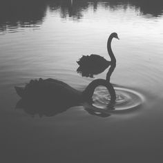 two black swans are swimming in the water