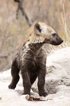 a baby hyena standing on top of a rock