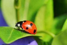 a lady bug sitting on top of a green leaf