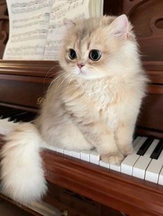 a fluffy cat sitting on top of a piano