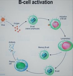 a diagram showing the life cycle of an animal and its cell membranes, labeled as b - cell activation