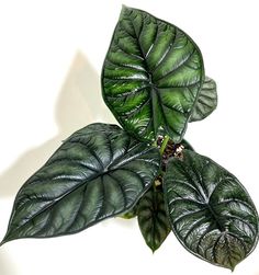 Alocasia Baginda Dragon Scale | Eureka Farms Its Beautiful