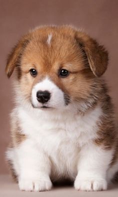 a brown and white puppy sitting on top of a floor