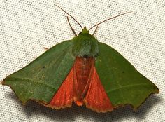 a green and orange moth sitting on top of a white cloth