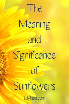 A large sunflower with the words "the meaning and significance of sunflowers" plus the URL Idylissa.com Sunflower Meaning Tattoo, Meaning Of Sunflower Tattoo, Sunflower Inspiration Quotes, Sunflower Meaning In Love, Sunflower Bee Tattoo Design, Sunflower Symbolism Meaning, Sunflowers Quotes Inspiration Beautiful, Sunflower Meaning Spiritual, Sunflower Verse