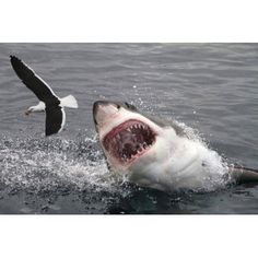 a great white shark with its mouth open in the water