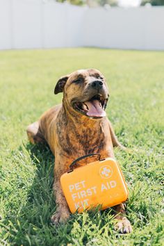 a dog laying in the grass with its mouth open and holding an orange sign that says pet first aid