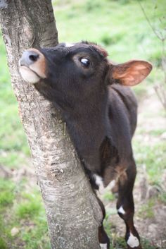 a baby cow is peeking out from behind a tree