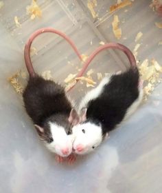 two black and white mice in a cage