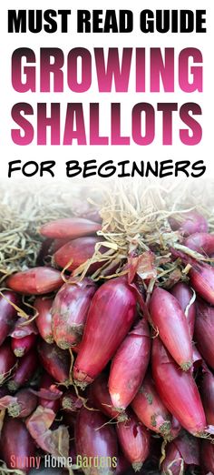 a pile of red onions with the title must read guide growing shallots for beginners