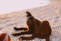 a dog laying on the ground with its paw up