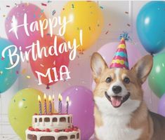 a corgi dog sitting in front of a birthday cake