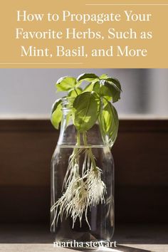 a glass jar filled with water and plants on top of a wooden table next to the words how to propagate your favorite herbs, such as mint basil, and more